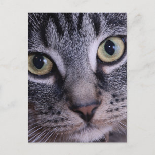 Carte Postale Visage gris de chaton