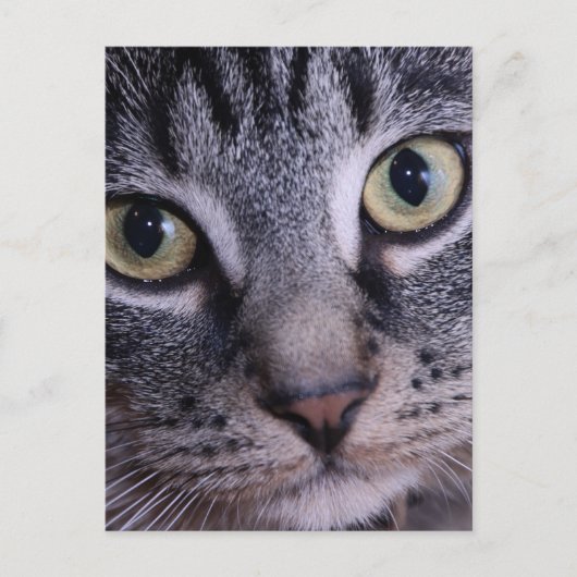 Carte Postale Visage gris de chaton (Devant)