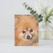 Carte Postale Visage Poméranien mignon (Debout devant)