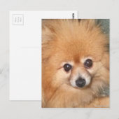 Carte Postale Visage Poméranien mignon (Devant / Derrière)