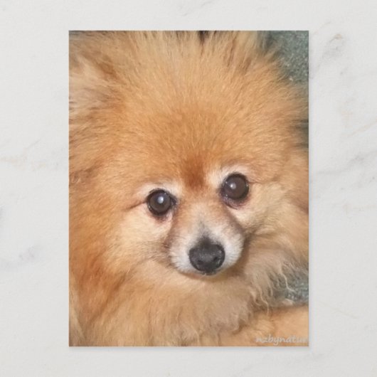 Carte Postale Visage Poméranien mignon (Devant)
