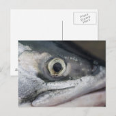 Carte Postale Visage Saumon argenté (Devant / Derrière)