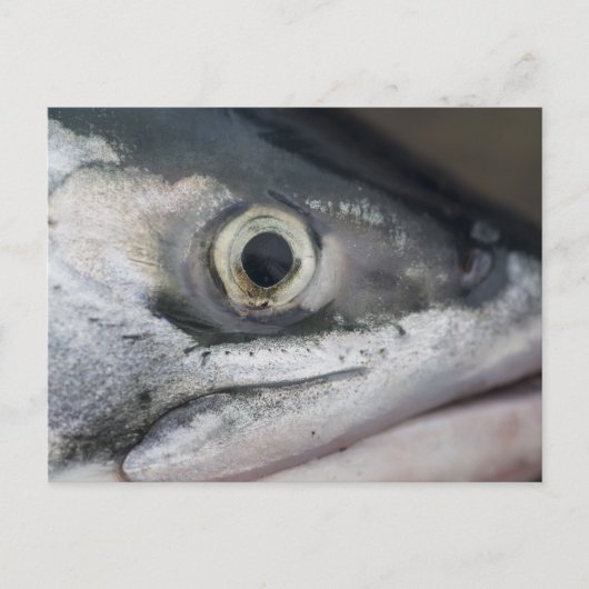 Carte Postale Visage Saumon argenté (Devant)