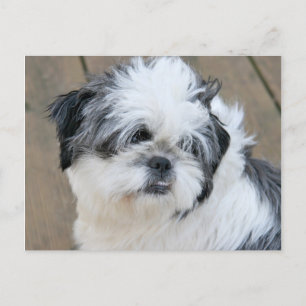 Carte Postale visage shih tzu