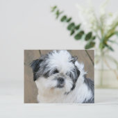 Carte Postale visage shih tzu (Debout devant)