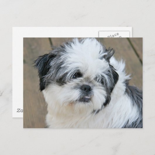 Carte Postale visage shih tzu (Devant / Derrière)