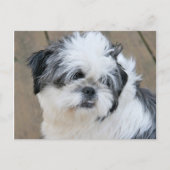 Carte Postale visage shih tzu (Devant)