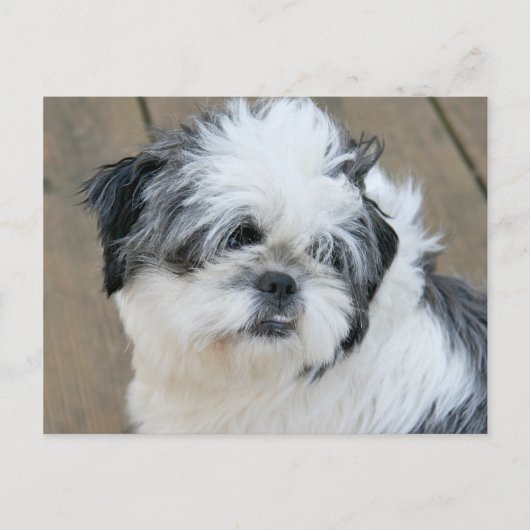 Carte Postale visage shih tzu (Devant)