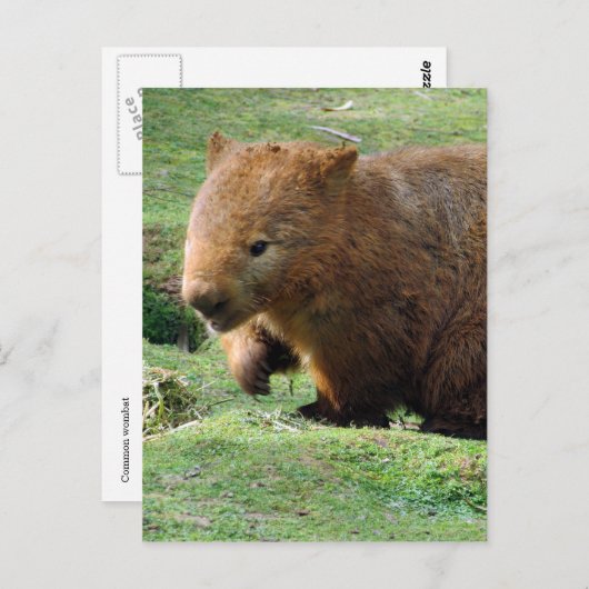 Carte Postale visage wombat (Devant / Derrière)