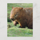 Carte Postale visage wombat (Devant)