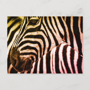 Carte Postale Visage Zebra