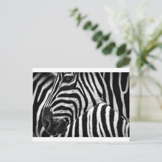 Carte Postale Visage Zebra (Debout devant)
