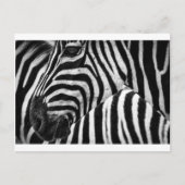 Carte Postale Visage Zebra (Devant)