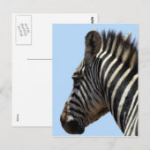 Carte Postale visage zèbre (Devant / Derrière)
