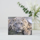 Carte postale Vishnu Snow Leopard (Debout devant)