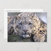 Carte postale Vishnu Snow Leopard (Devant / Derrière)