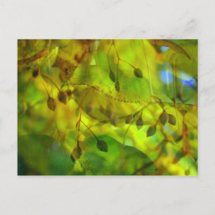 Carte Postale Vision Automne