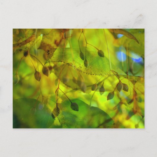 Carte Postale Vision Automne (Devant)