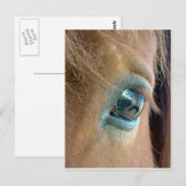 Carte Postale Vision du cheval (Devant / Derrière)