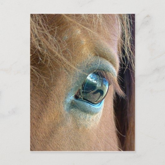 Carte Postale Vision du cheval (Devant)