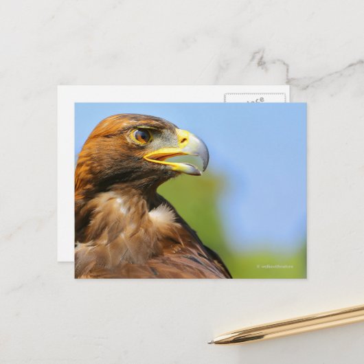 Carte Postale Vision d'un bel aigle d'or jeune (Devant/Arrière en situation)