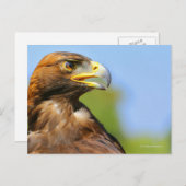 Carte Postale Vision d'un bel aigle d'or jeune (Devant / Derrière)