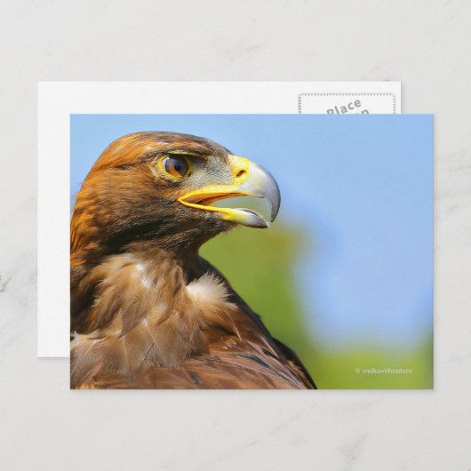 Carte Postale Vision d'un bel aigle d'or jeune (Devant / Derrière)