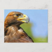 Carte Postale Vision d'un bel aigle d'or jeune (Devant)