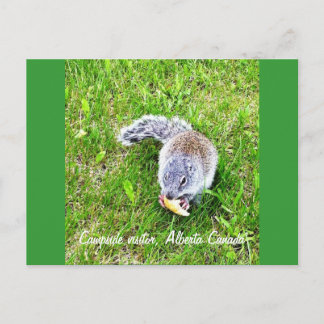 Carte Postale Visiteur du camping