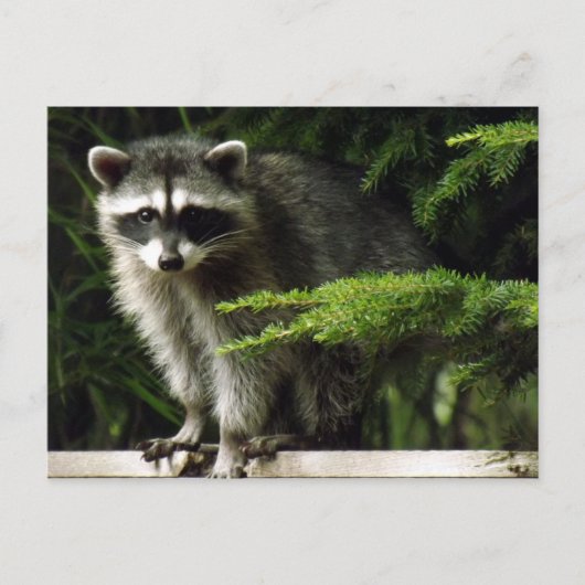 Carte Postale Visiteur inattendu, #3 (Devant)