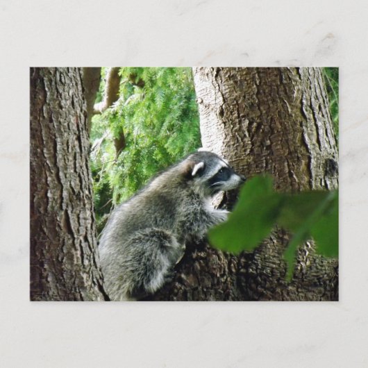 Carte Postale Visiteur inattendu, #6 (Devant)