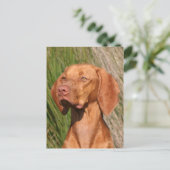 Carte Postale viszla (Debout devant)