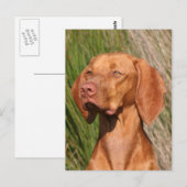 Carte Postale viszla (Devant / Derrière)