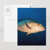 Carte Postale Vivaneau de deux taches (Devant / Derrière)