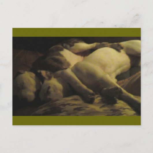 Carte Postale vivre dans un paradis pitbull (Devant)