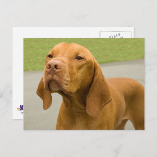 Carte Postale Vizsla (Devant / Derrière)