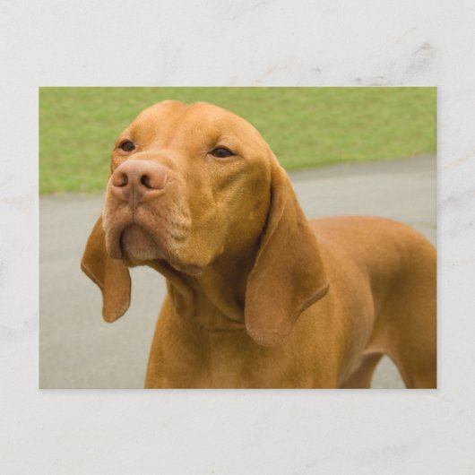Carte Postale Vizsla (Devant)