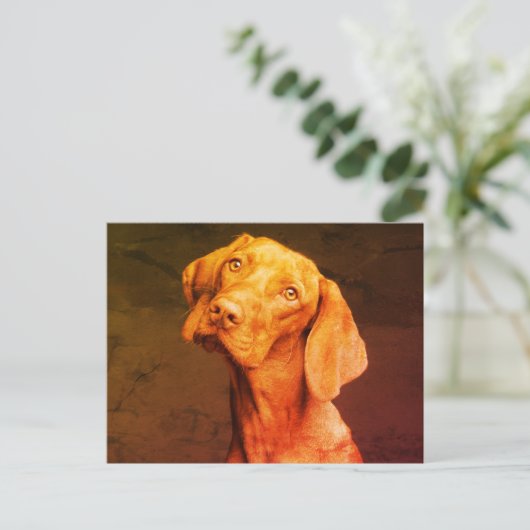 Carte Postale Vizsla (Debout devant)