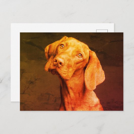 Carte Postale Vizsla (Devant / Derrière)