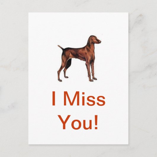 Carte Postale Vizsla (Devant)