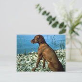 Carte Postale Vizsla (Debout devant)