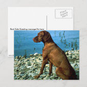 Carte Postale Vizsla (Devant / Derrière)