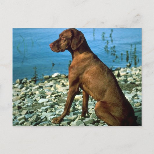 Carte Postale Vizsla (Devant)