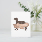 Carte Postale Vizsla (Debout devant)