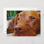 CARTE POSTALE VIZSLA (Devant / Derrière)