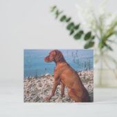 Carte Postale Vizsla (Debout devant)