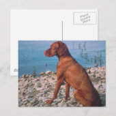 Carte Postale Vizsla (Devant / Derrière)