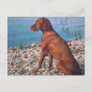 Carte Postale Vizsla