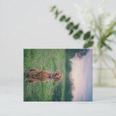 Carte Postale vizsla assise (Debout devant)