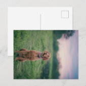 Carte Postale vizsla assise (Devant / Derrière)